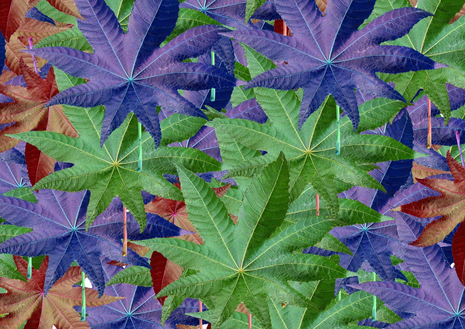 How Rare Cannabinoids Interact with the Endocannabinoid System