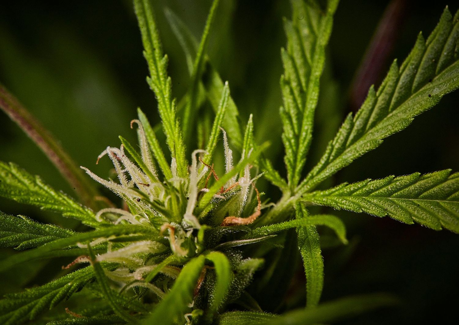 How to Select Quality Low-THC Cannabis Products