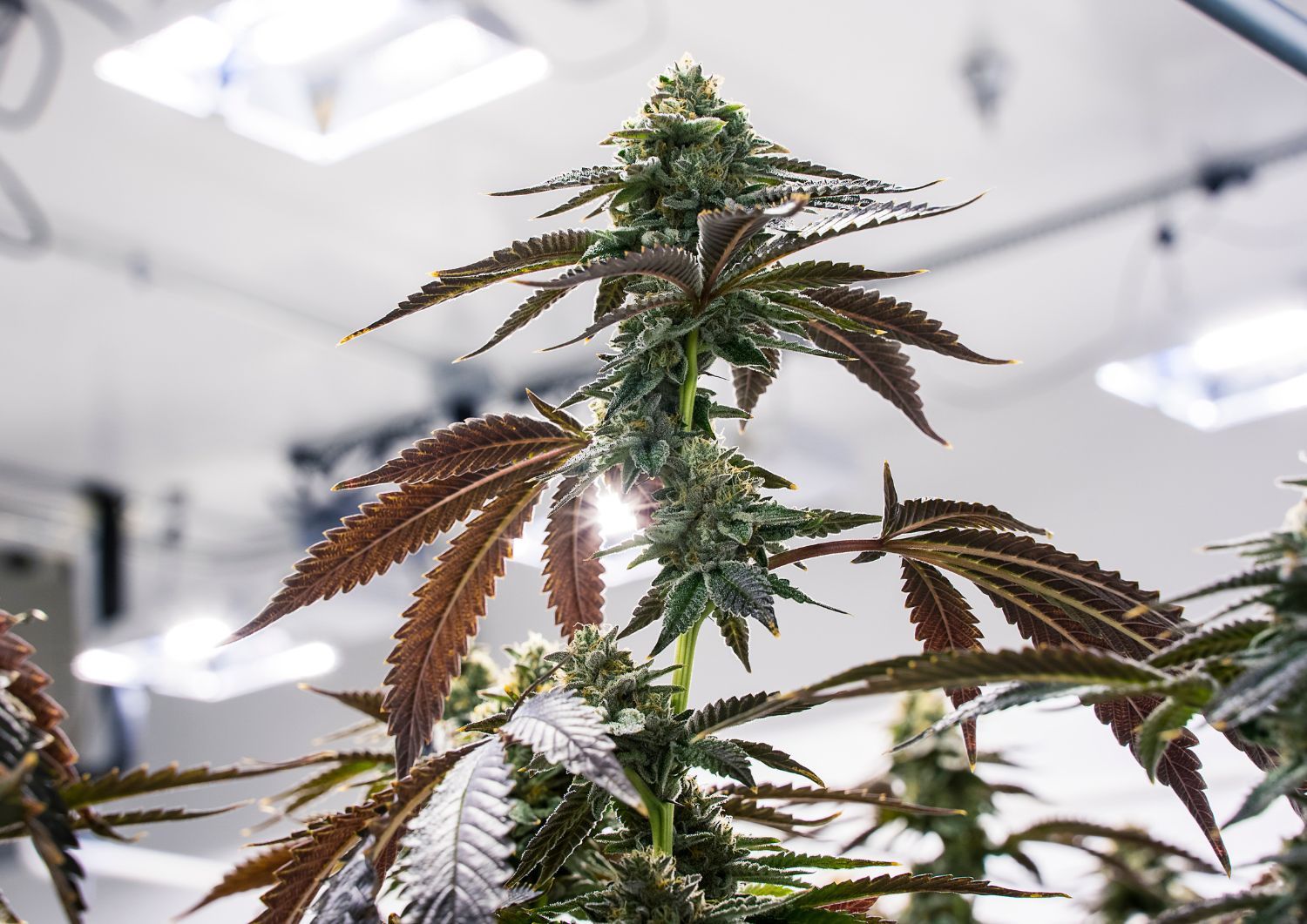 The Science Linking Terpenes in Cannabis to Mood Changes