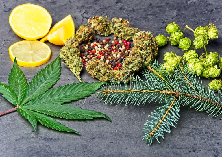 Terpenes in Cannabis: How They Influence Your Mood
