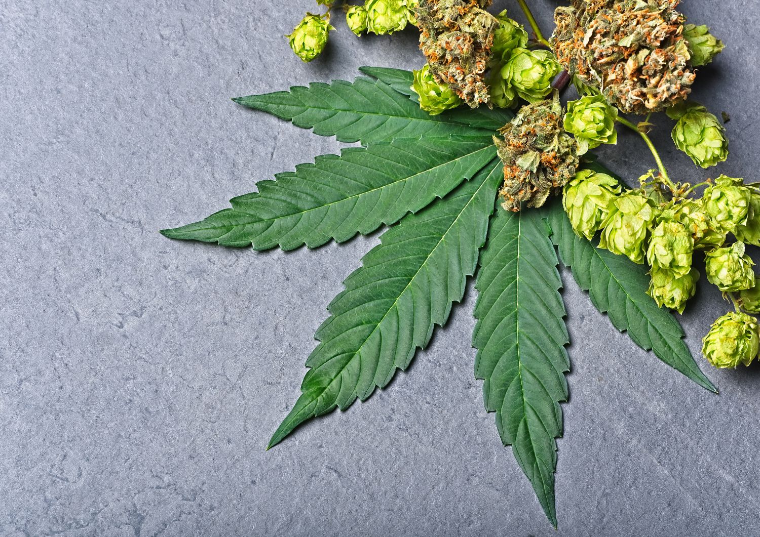 Terpenes in Cannabis for Managing Anxiety and Mood Swings