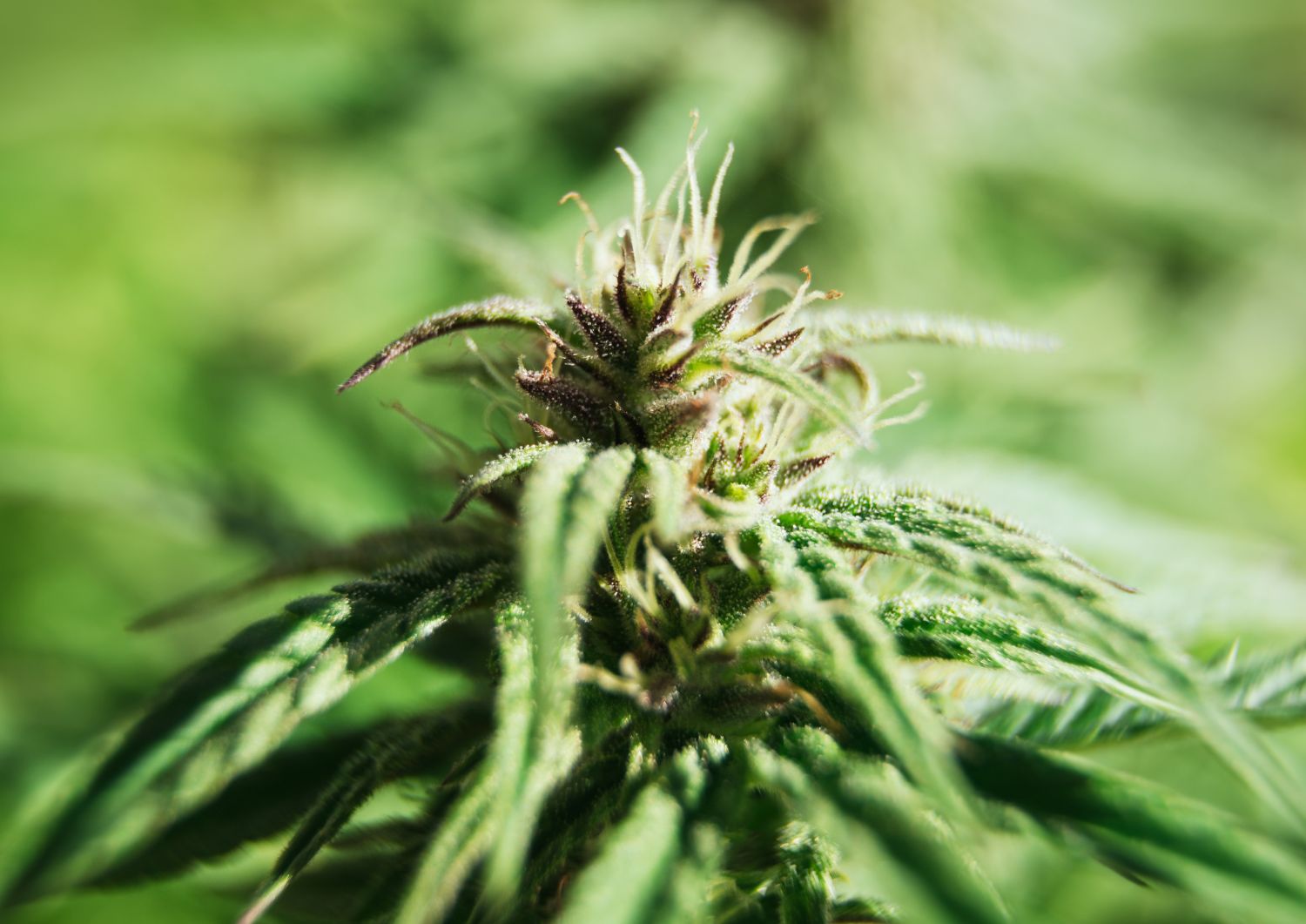 Testing Protocols for Elite Strains