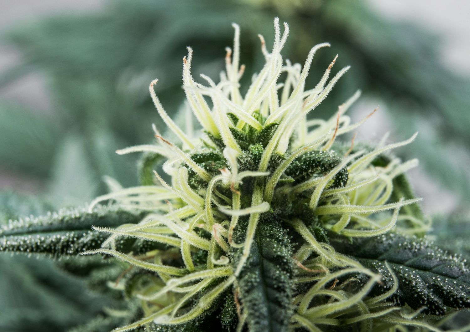 Partnering with Growers for Elite Quality