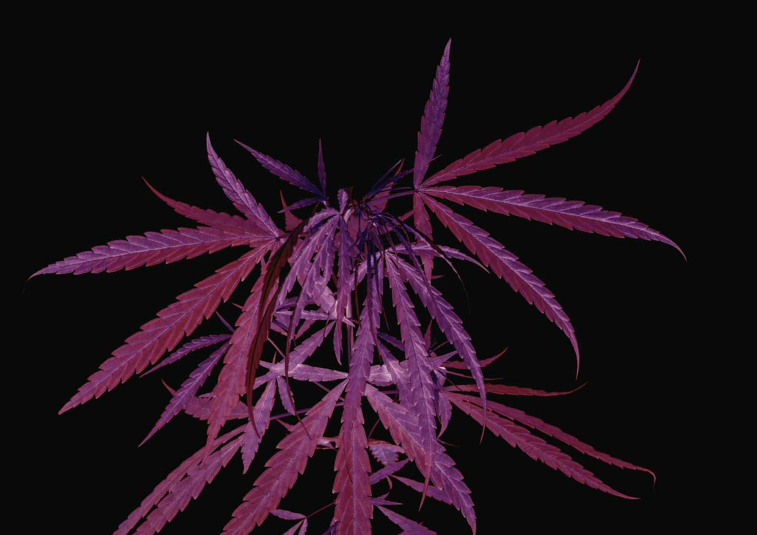 The Legacy and Genetics That Make Granddaddy Purple Special