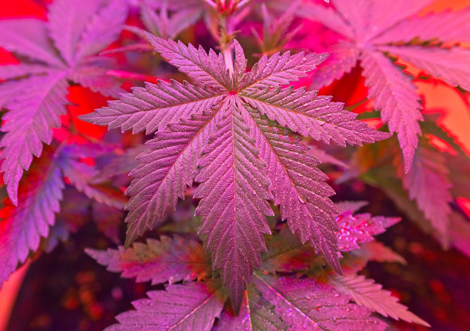 Understanding Myrcene: The Sedative Powerhouse in Death Bubba