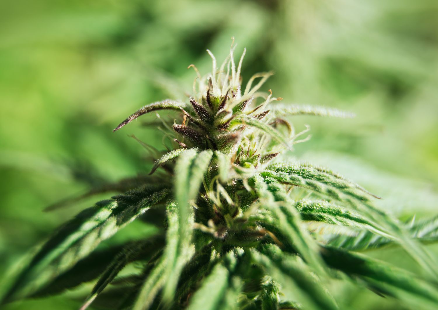 Tuna Kush – True BC Legend