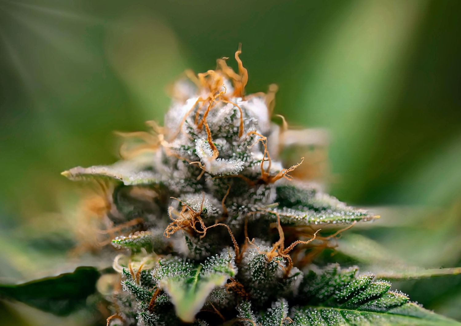 Top 10 Premium BC Strains for May Long Weekend Parties 2026