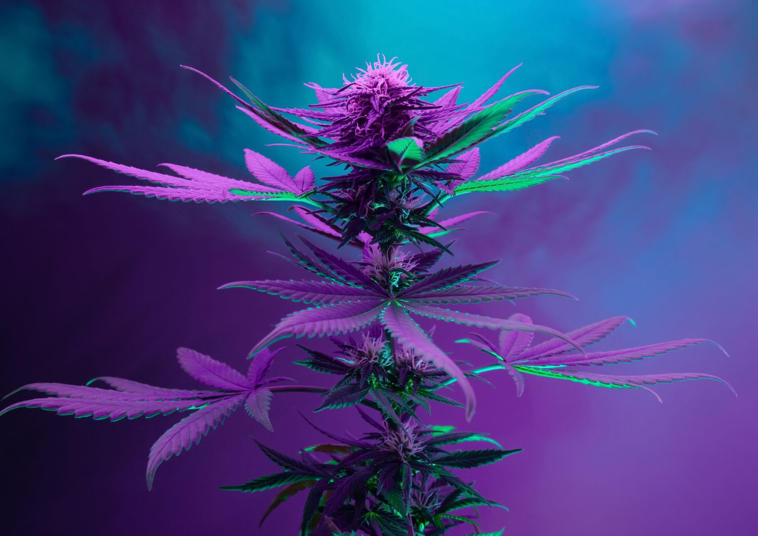 Blue Dream – The Ultimate Crowd-Pleasing Hybrid