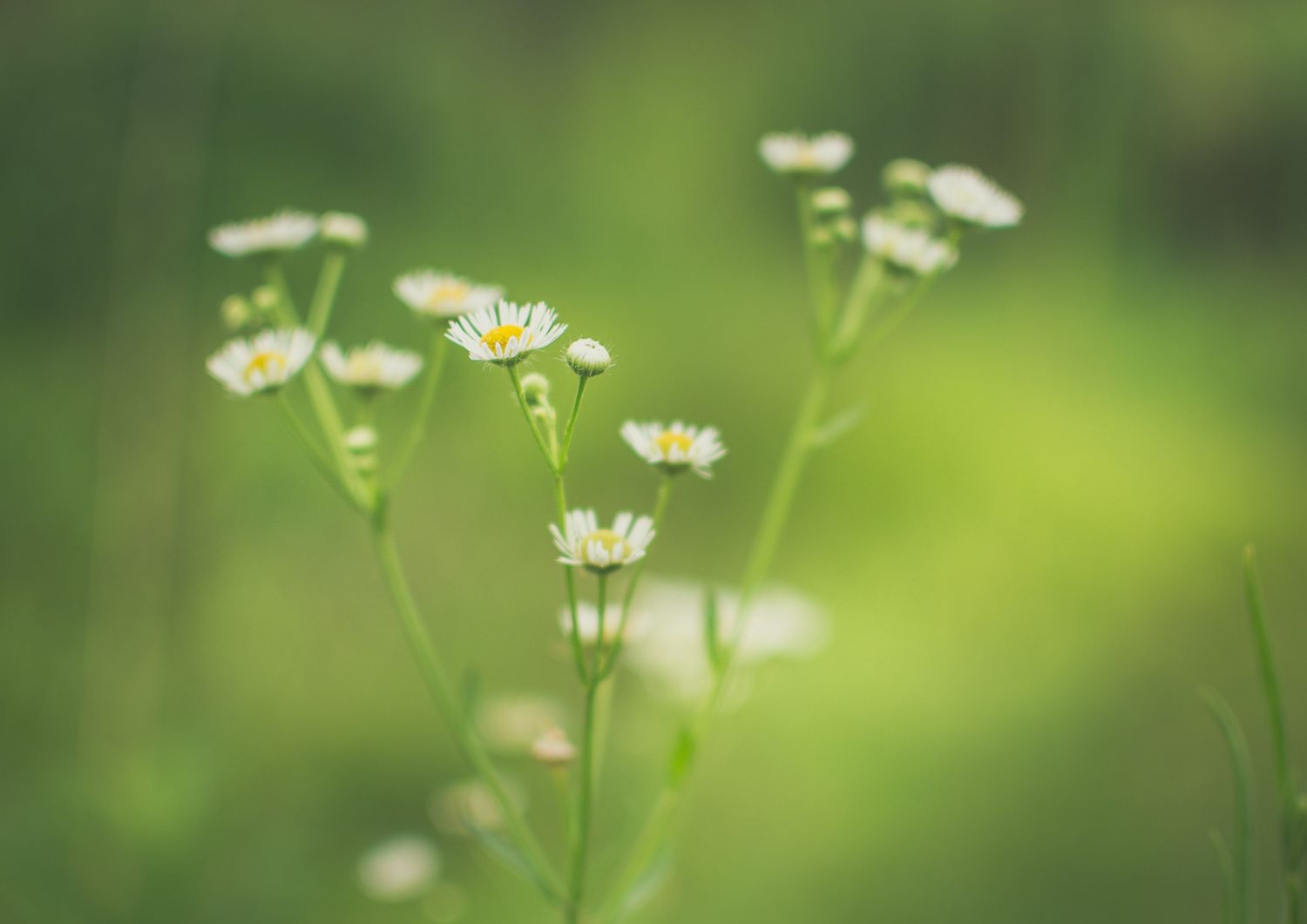 Why Sativa-Dominant Hybrids Excel in Spring
