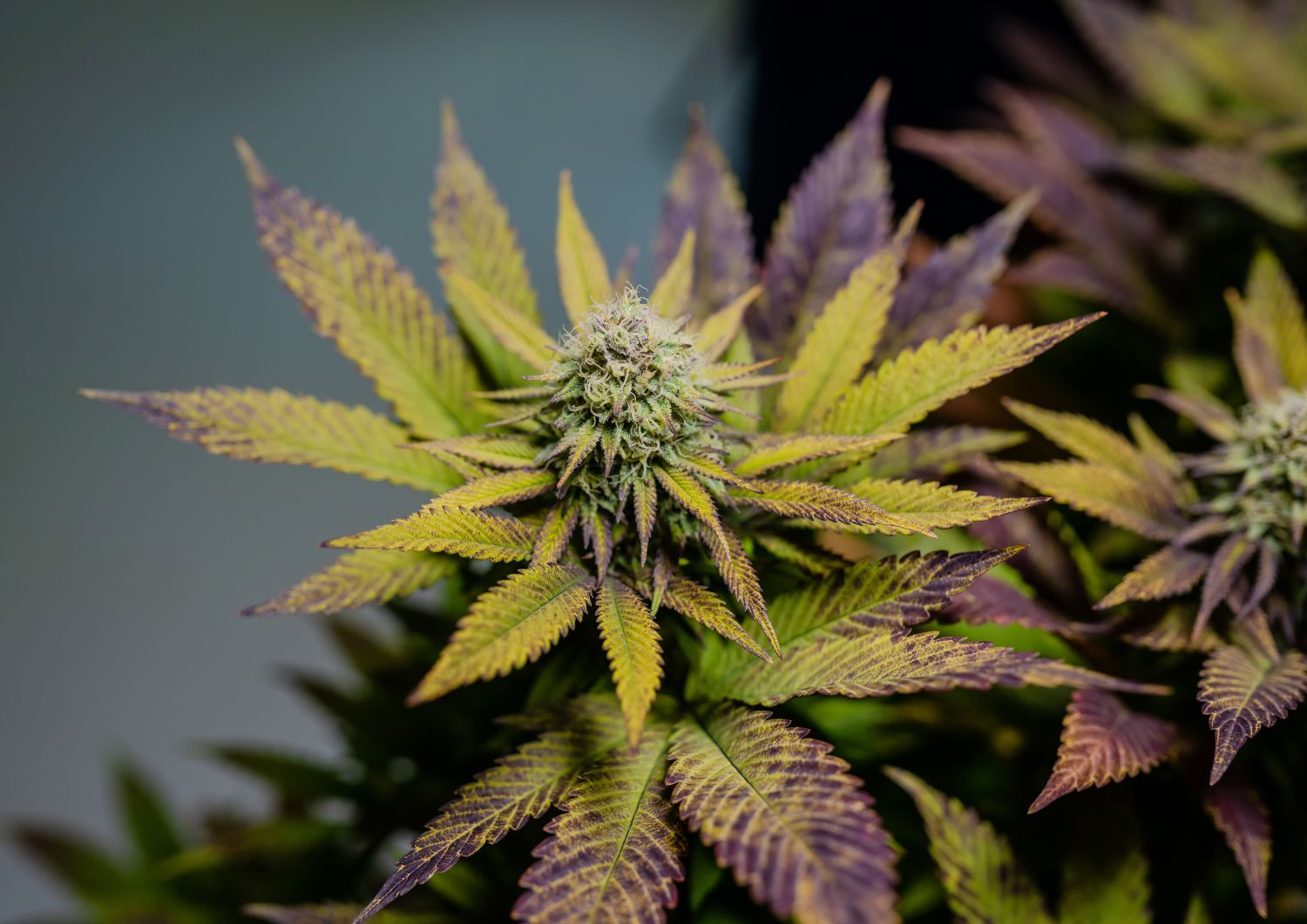 Sour Diesel – Fast-Acting Energizing Sativa