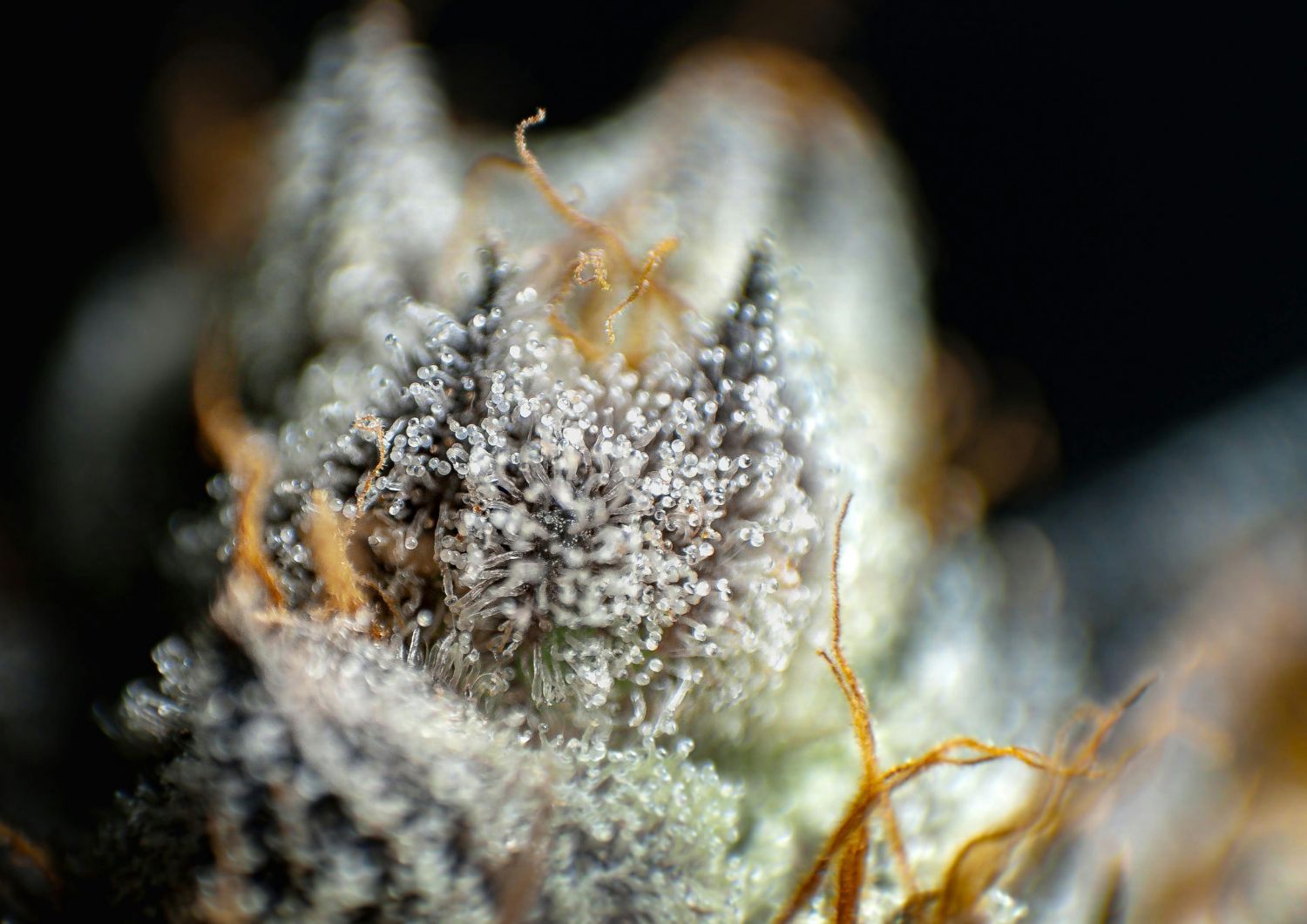God’s Green Crack – Sustained Energy Without Crashes